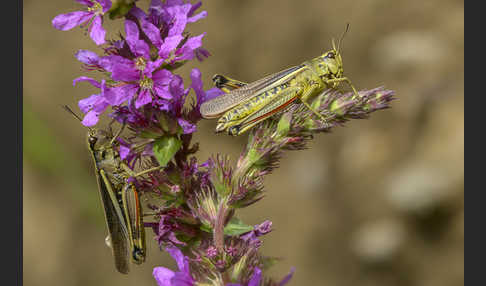 Sumpfschrecke (Stethophyma grossum)