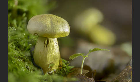 Gemeiner Schwefelritterling (Tricholoma sulphureum)