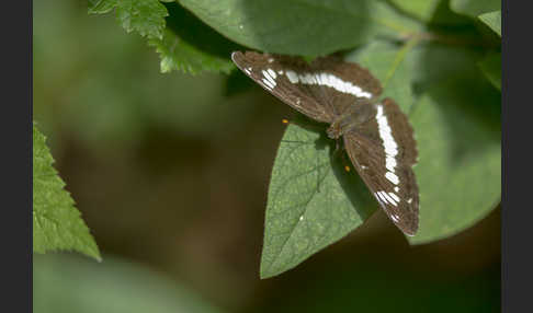 Kleiner Eisvogel (Limenitis camilla)