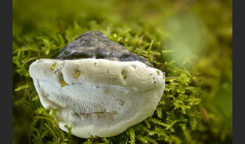 Glänzender Lackporling (Ganoderma lucidum)