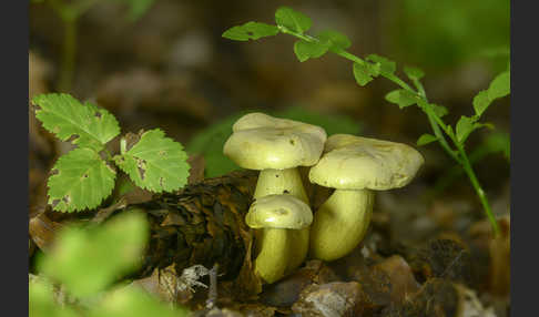 Gemeiner Schwefelritterling (Tricholoma sulphureum)