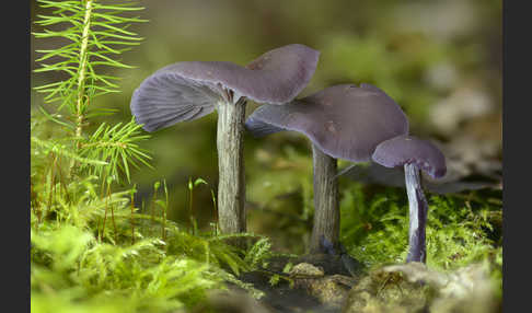 Violetter Lacktrichterling (Laccaria amethystea)