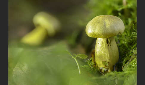 Gemeiner Schwefelritterling (Tricholoma sulphureum)