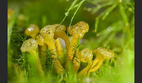 Grüngelbes Gallertkäppchen (Leotia lubrica)