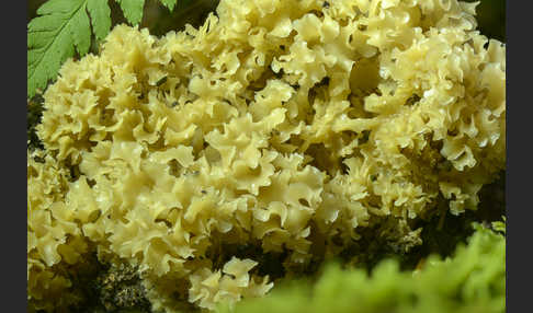 Krause Glucke (Sparassis crispa)