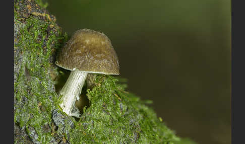 Rehbrauner Dachpilz (Pluteus cervinus)