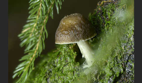 Rehbrauner Dachpilz (Pluteus cervinus)