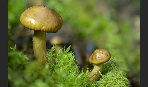 Gelbblättriger Ritterling (Tricholoma fulvum)