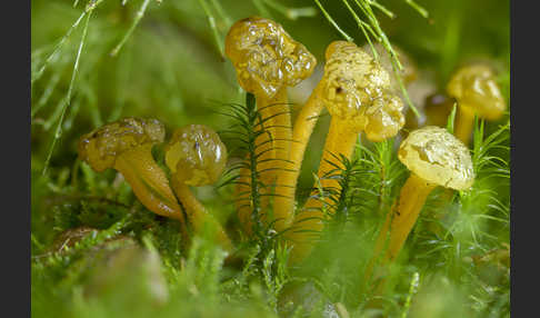 Grüngelbes Gallertkäppchen (Leotia lubrica)