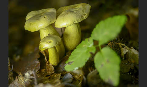 Gemeiner Schwefelritterling (Tricholoma sulphureum)