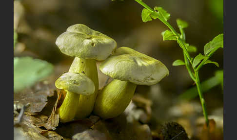 Gemeiner Schwefelritterling (Tricholoma sulphureum)