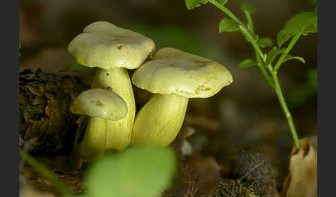 Gemeiner Schwefelritterling (Tricholoma sulphureum)