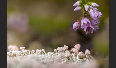 Rosa Köpfchenflechte (Dibaeis baeomyces)