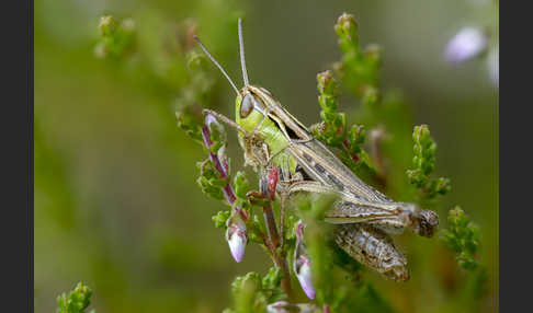 Kleiner Heidegrashüpfer (Stenobothrus stigmaticus)