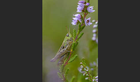 Kleiner Heidegrashüpfer (Stenobothrus stigmaticus)