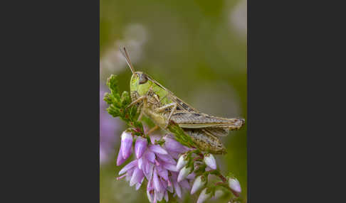 Kleiner Heidegrashüpfer (Stenobothrus stigmaticus)