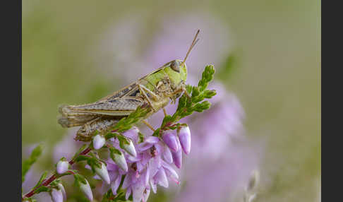 Kleiner Heidegrashüpfer (Stenobothrus stigmaticus)