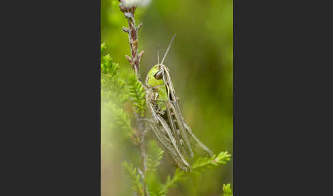 Kleiner Heidegrashüpfer (Stenobothrus stigmaticus)