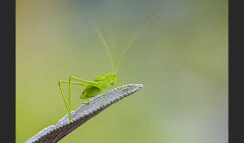 Gemeine Sichelschrecke (Phaneroptera falcata)