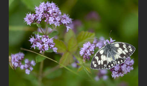 Schachbrett (Melanargia galathea)