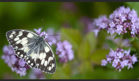 Schachbrett (Melanargia galathea)