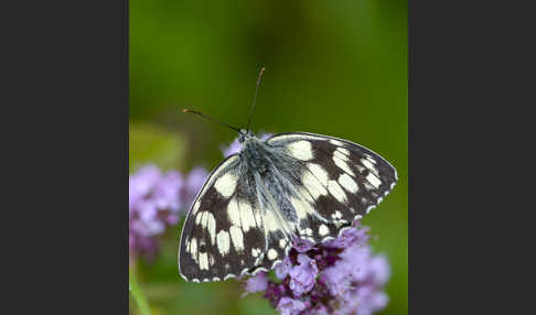 Schachbrett (Melanargia galathea)