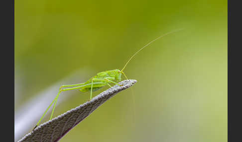 Gemeine Sichelschrecke (Phaneroptera falcata)