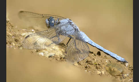 Südlicher Blaupfeil (Orthetrum brunneum)