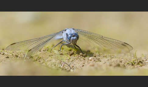 Südlicher Blaupfeil (Orthetrum brunneum)