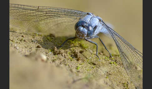 Südlicher Blaupfeil (Orthetrum brunneum)