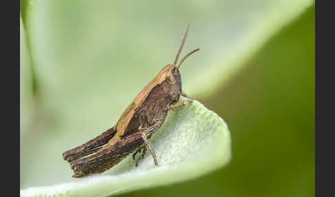 Nachtigall-Grashüpfer (Chorthippus biguttulus)