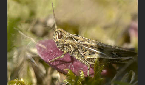 Nachtigall-Grashüpfer (Chorthippus biguttulus)