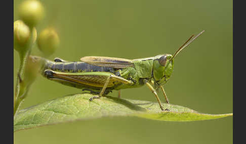 Sumpf-Grashüpfer (Chorthippus montanus)