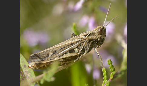 Nachtigall-Grashüpfer (Chorthippus biguttulus)