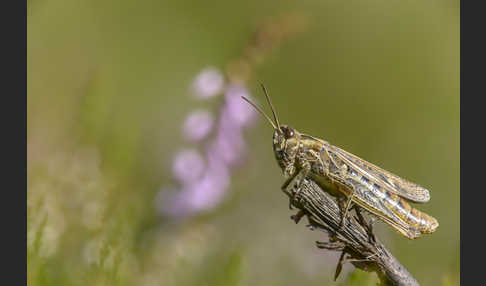 Nachtigall-Grashüpfer (Chorthippus biguttulus)