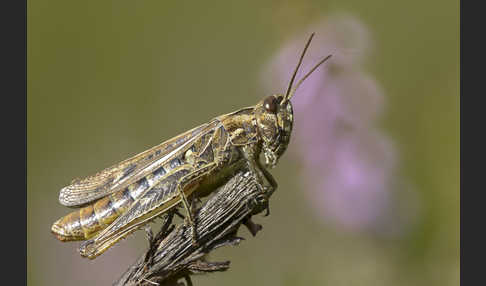 Nachtigall-Grashüpfer (Chorthippus biguttulus)