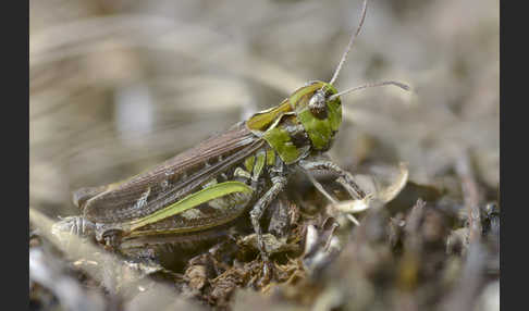 Nachtigall-Grashüpfer (Chorthippus biguttulus)