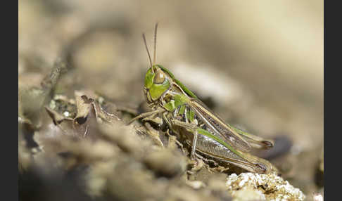 Kleiner Heidegrashüpfer (Stenobothrus stigmaticus)