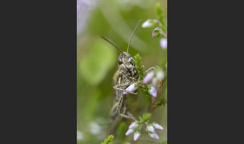 Nachtigall-Grashüpfer (Chorthippus biguttulus)