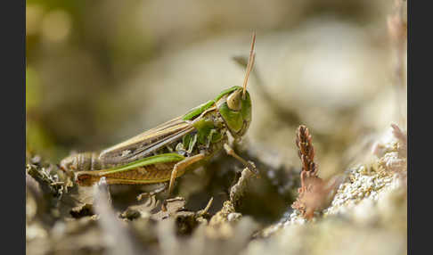 Kleiner Heidegrashüpfer (Stenobothrus stigmaticus)