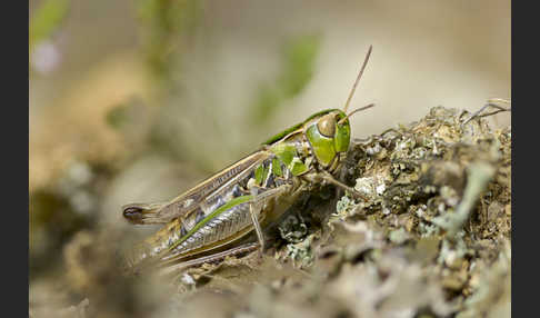 Kleiner Heidegrashüpfer (Stenobothrus stigmaticus)