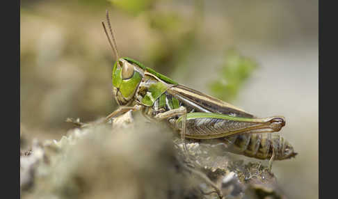 Kleiner Heidegrashüpfer (Stenobothrus stigmaticus)