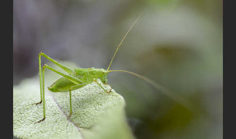 Gemeine Sichelschrecke (Phaneroptera falcata)