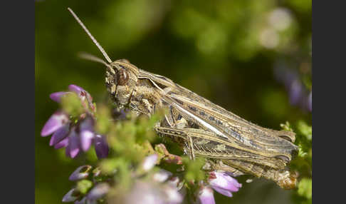 Nachtigall-Grashüpfer (Chorthippus biguttulus)