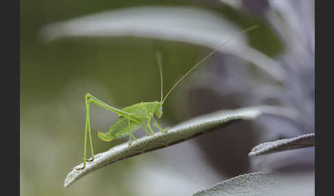 Gemeine Sichelschrecke (Phaneroptera falcata)