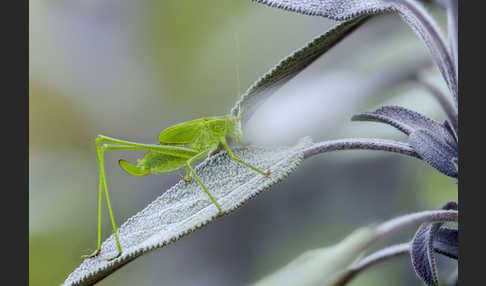 Gemeine Sichelschrecke (Phaneroptera falcata)