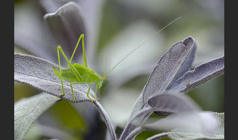 Gemeine Sichelschrecke (Phaneroptera falcata)