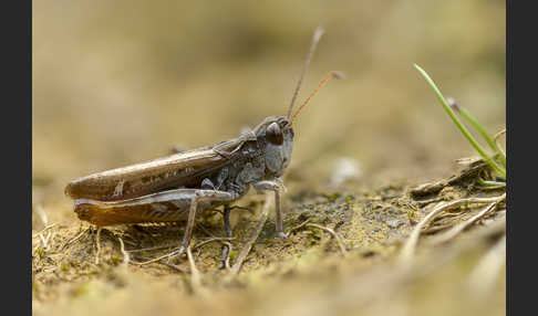 Nachtigall-Grashüpfer (Chorthippus biguttulus)