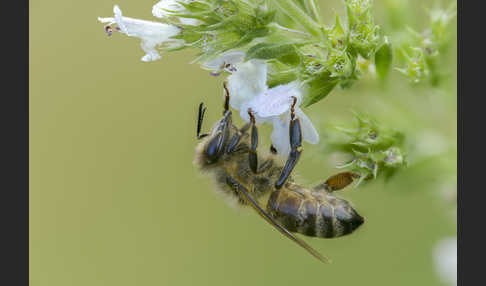 Westliche Honigbiene (Apis mellifera)