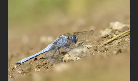 Südlicher Blaupfeil (Orthetrum brunneum)